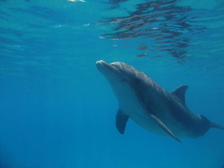 Ein Delphin schwimmt in einem klaren blauen Ozean