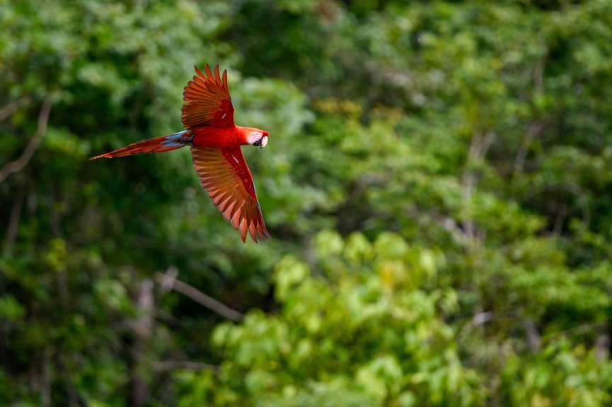 Ein roter Papagei fliegt über einen grünen Wald