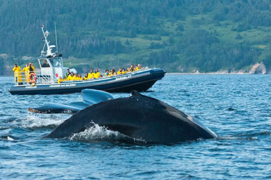 Eine Gruppe von Menschen sitzt auf einem Boot mit der Aufschrift cruise with whales