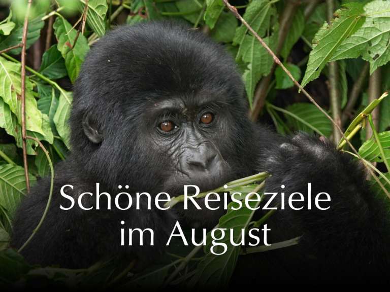 Ein schwarzer Gorilla sitzt im Dschungel mit dem Text schöne reiseziele im august