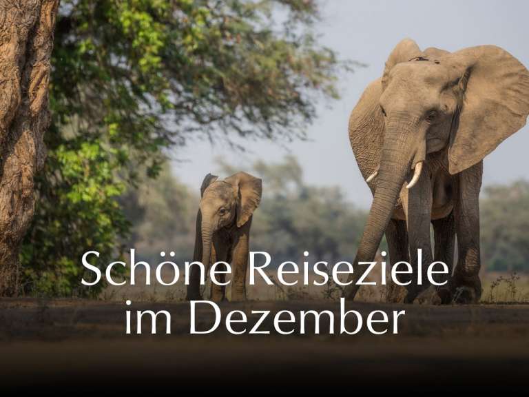 Ein Bild von zwei Elefanten und der Aufschrift schöne reiseziele im dezember