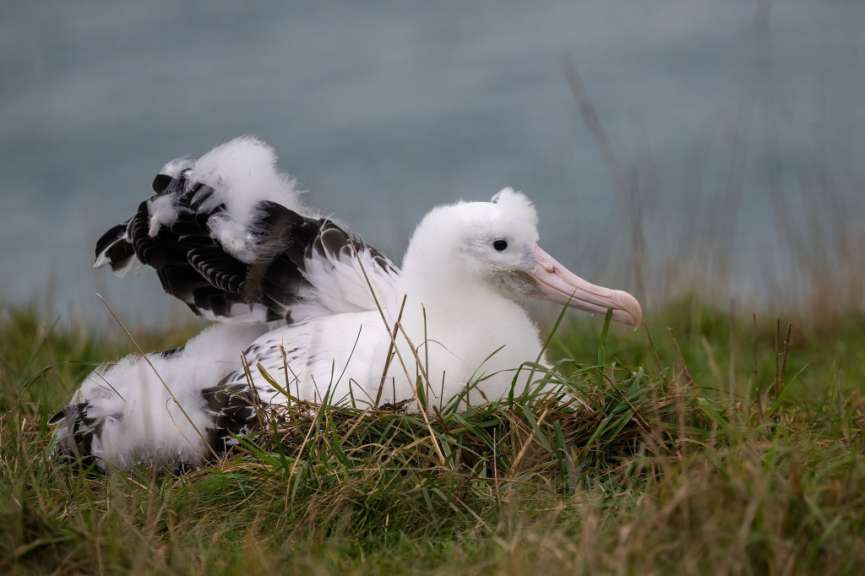 Ein weißer Vogel sitzt auf einem Nest im Gras