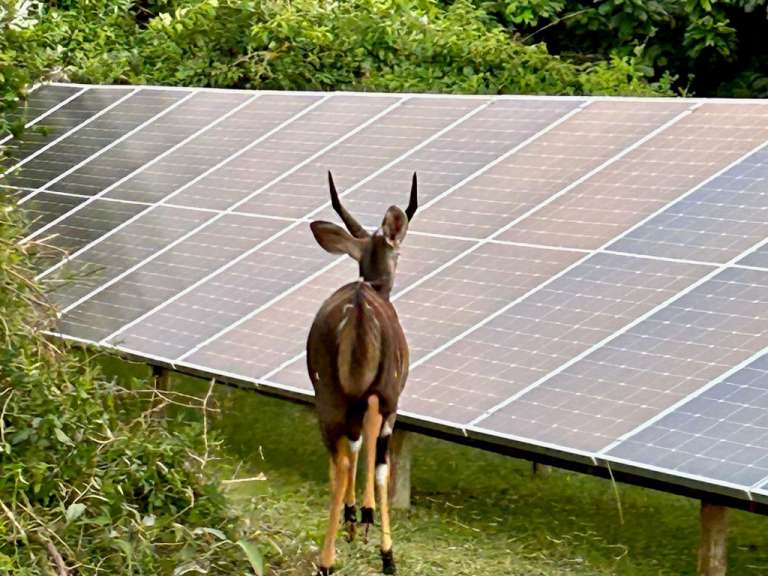 Ein hirsch steht vor einer Reihe von solarpanels