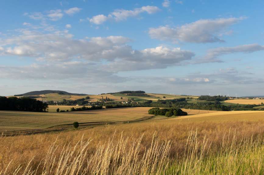 Ein Feld mit Bäumen und Bergen im Hintergrund