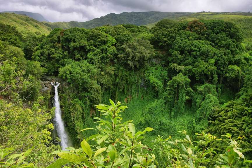 Ein Wasserfall inmitten eines grünen Dschungels