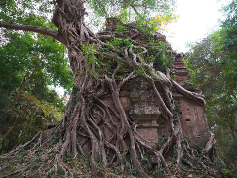 Ein großer Baum wächst auf einem alten Gebäude