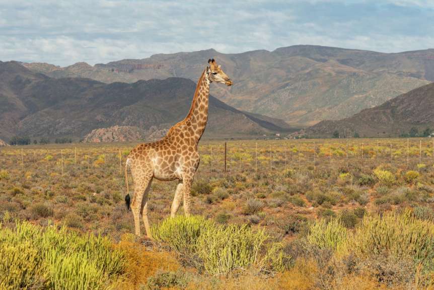 Eine Giraffe steht in einem Feld mit Bergen im Hintergrund