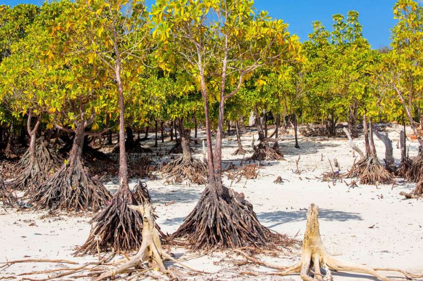 Ein Wald mit vielen Bäumen und Wurzeln im Sand