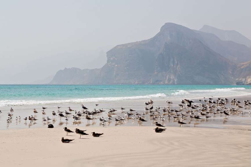 Eine große Gruppe von Vögeln steht am Strand