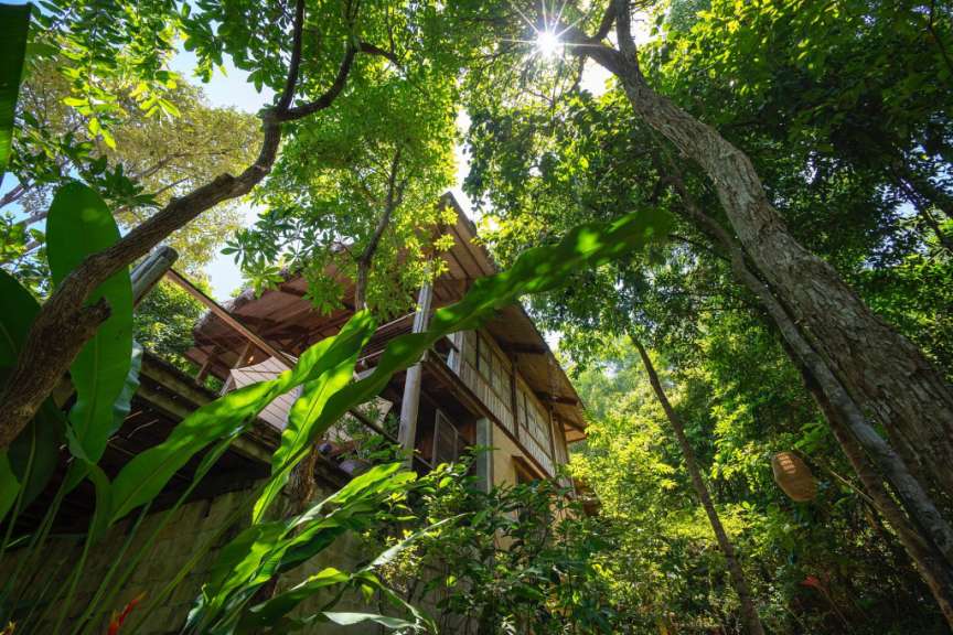 Ein Baumhaus im Dschungel mit vielen Bäumen umgeben