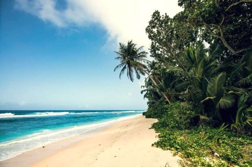 Ein Strand mit Palmen und einem blauen Ozean dahinter