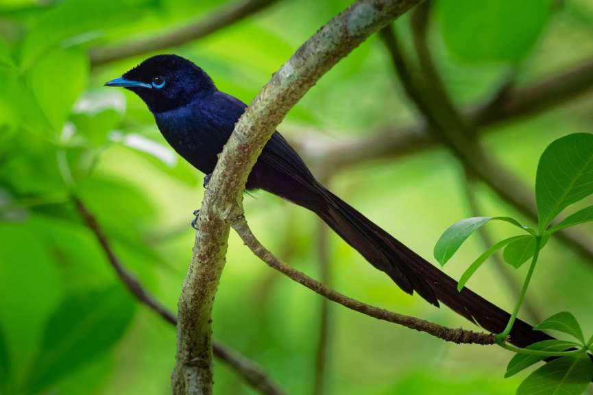 Ein schwarzer Vogel mit blauen Augen sitzt auf einem Ast