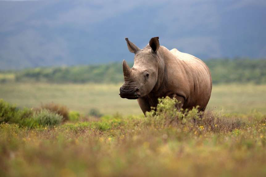 Ein Nashorn steht auf einer Wiese und schaut in die Kamera