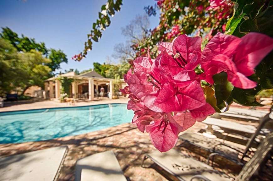 Eine Nahaufnahme einer rosa Blume mit einem Pool im Hintergrund