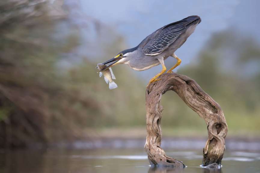 Ein Vogel sitzt auf einem Ast im Wasser mit einem Fisch im Schnabel