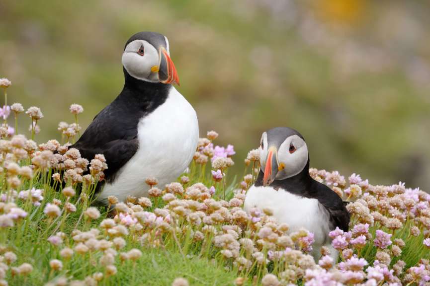 Ein paar Vögel stehen in einem Feld mit Blumen