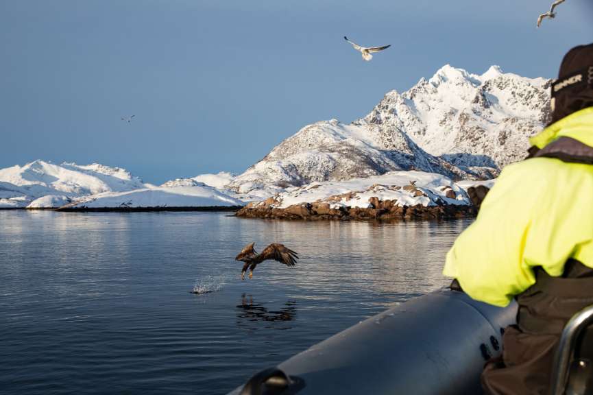 Ein Vogel springt aus dem Wasser in die Luft