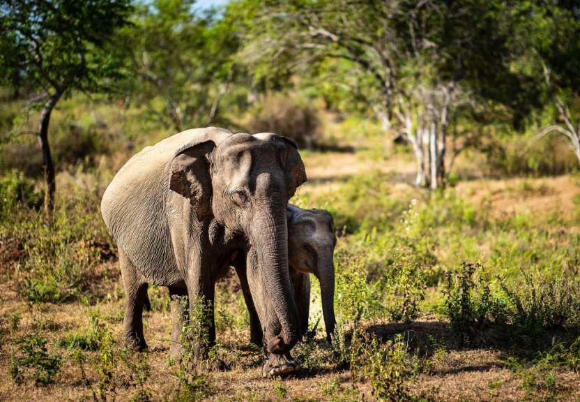 Eine Elefantenmutter und ihr Baby stehen im Gras