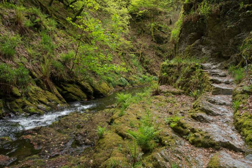 Ein Fluss fließt durch einen üppigen Wald