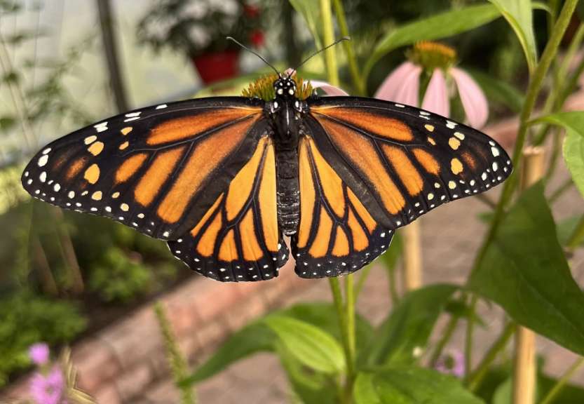 Ein orangefarbener und schwarzer Schmetterling sitzt auf einer Blume