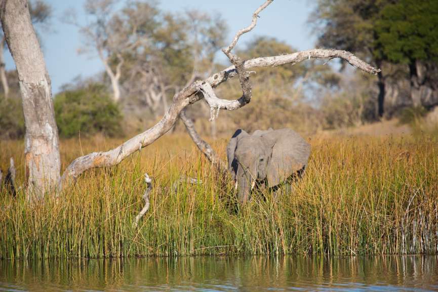 Ein Elefant steht im hohen Gras neben einem Fluss
