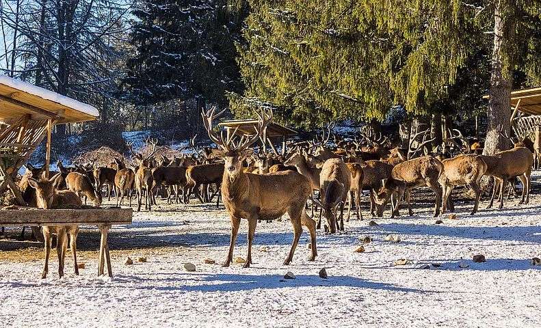 Eine Gruppe von Hirschen steht im Schnee vor Futtertrögen unter Bäumen.