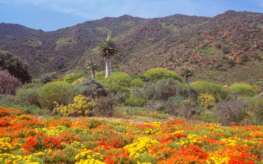 Ein Feld mit bunten Blumen und Palmen im Hintergrund