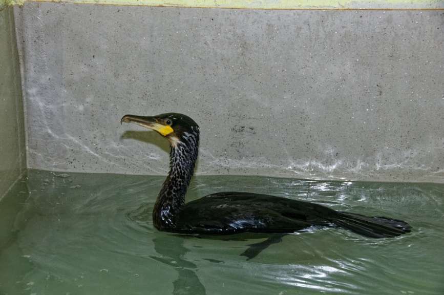 Ein schwarzer Vogel mit einem gelben Schnabel schwimmt im Wasser
