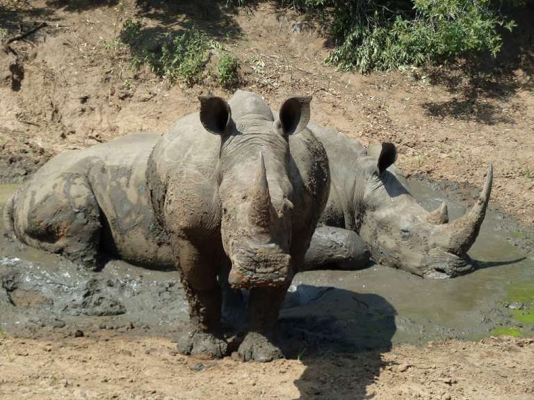 Ein nashorn steht neben einem nashorn , das im schlamm liegt