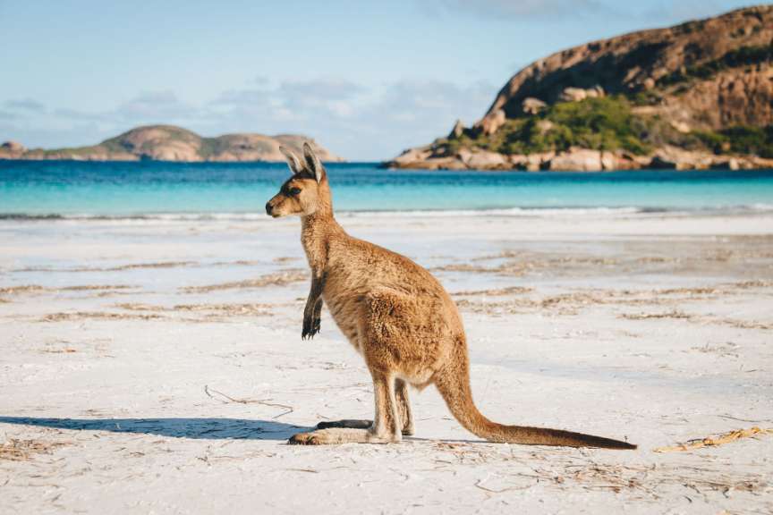 Kangaroo bei Lucky Bay