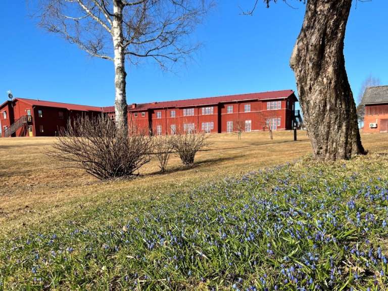 Ein Feld mit blauen Blumen vor einem roten Gebäude