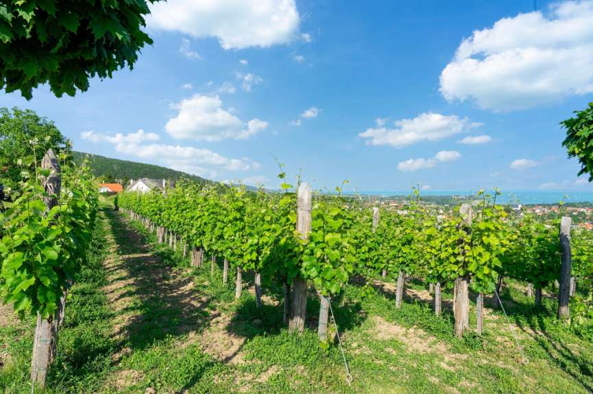 Ein Weinberg an einem sonnigen Tag mit Blick auf den Ozean