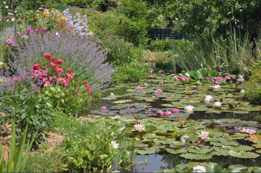 Ein Gartenteich mit Seerosen und bunten Blumen im Hintergrund.