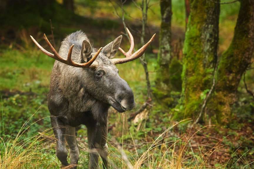 Ein Elch steht im Wald und schaut in die Kamera