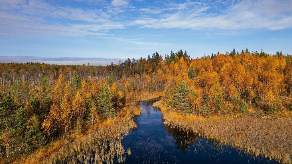 Ein Fluss, der durch einen Wald fließt