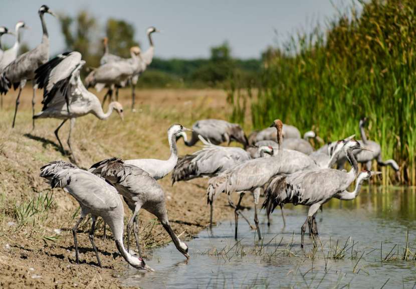 Eine Gruppe von Vögeln steht neben einem Teich