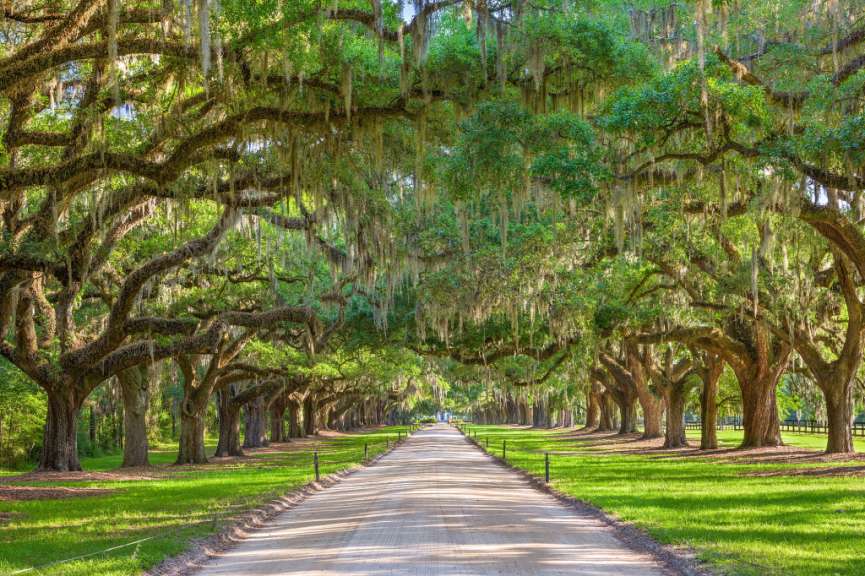 Zufahrt zur Boone Hall Plantation