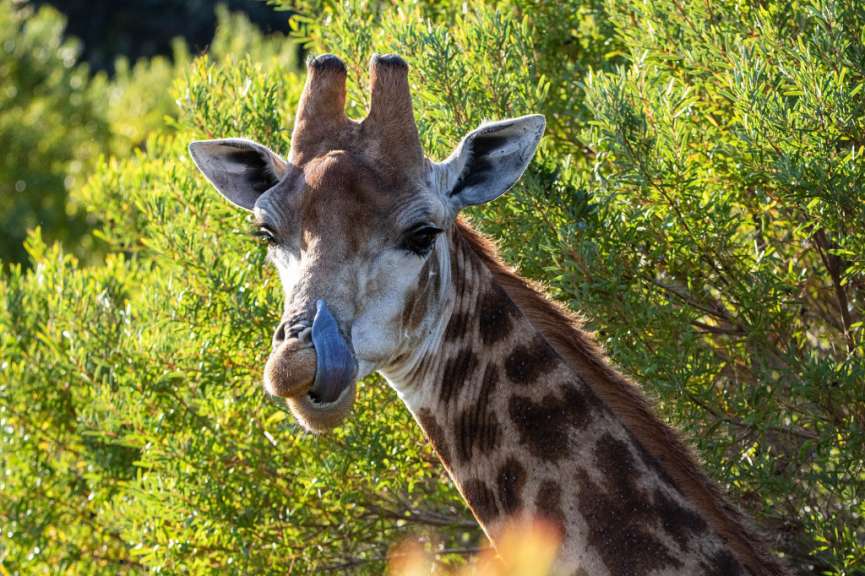 Eine Giraffe streckt ihre Zunge aus einem Baum