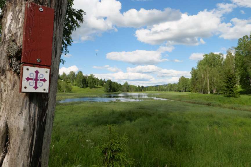Ein rotes Schild mit einem lila Kreuz darauf steht an einem Baum