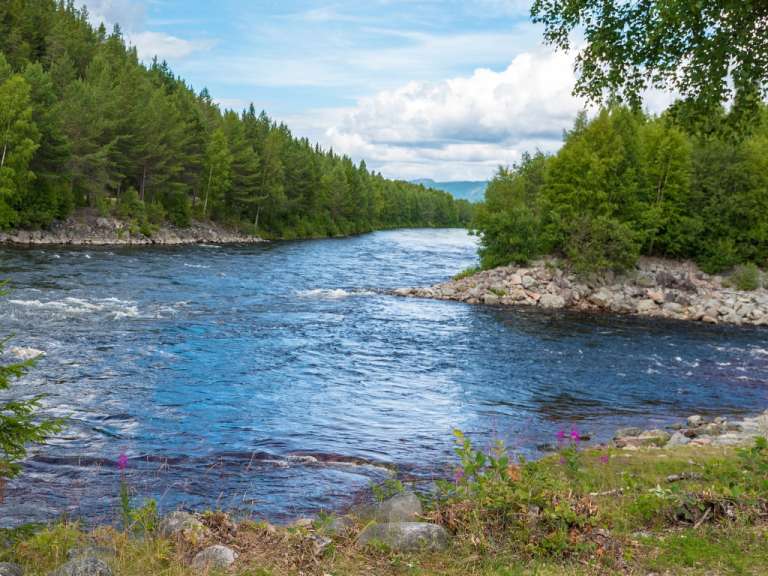 Ein Fluss, der durch einen Wald fließt