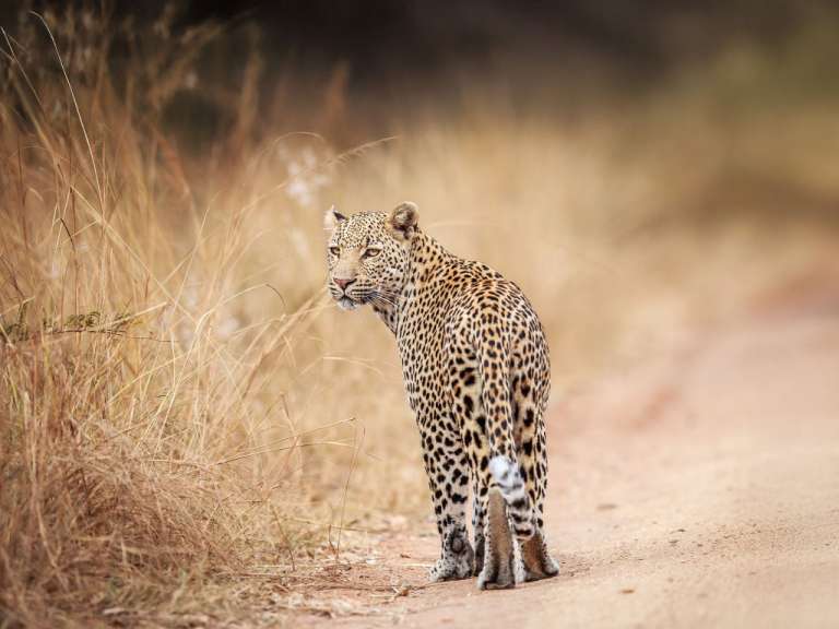 Ein Leopard geht auf einer unbefestigten Straße