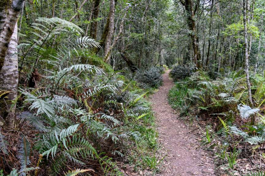 Knysna Forest