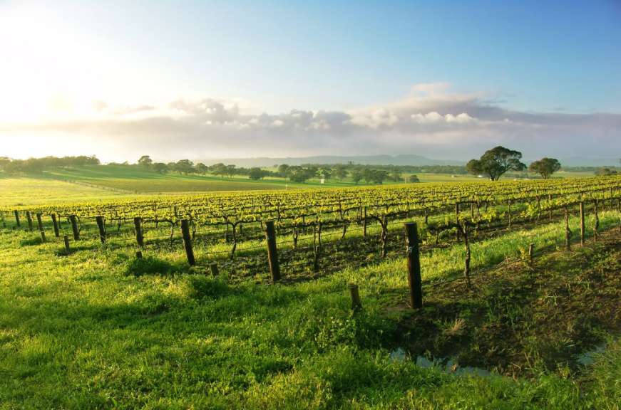 Tagesausflug: Weintour im Barossa Valley