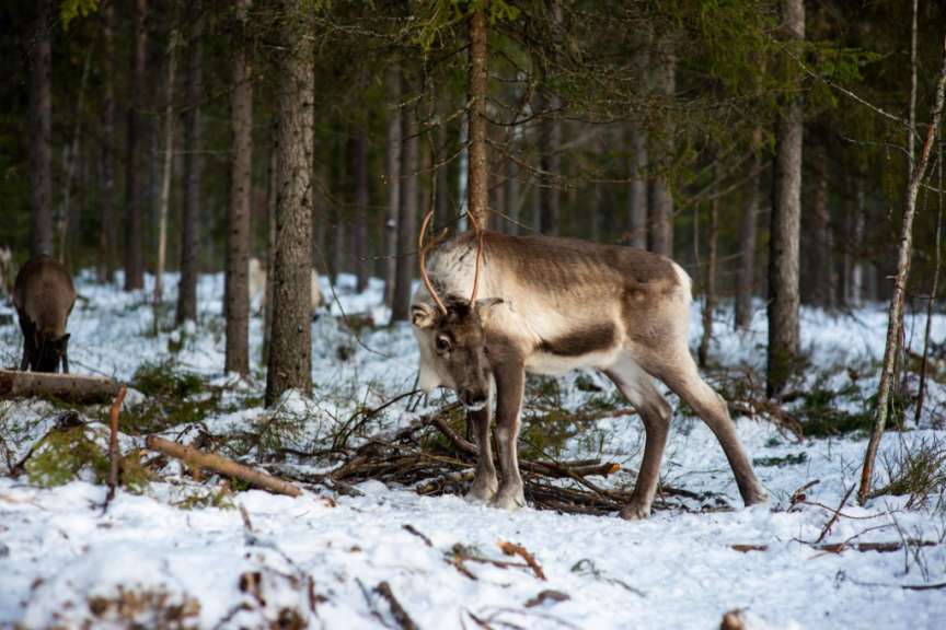 Ein Rentier steht im Schnee in einem Wald