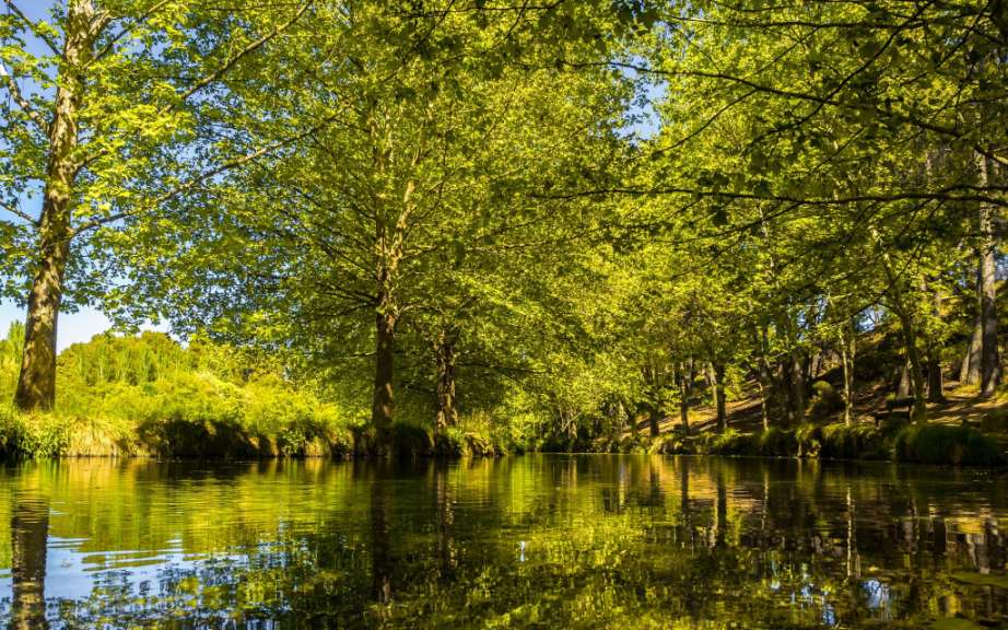 Ein Fluss, der durch einen Wald fließt