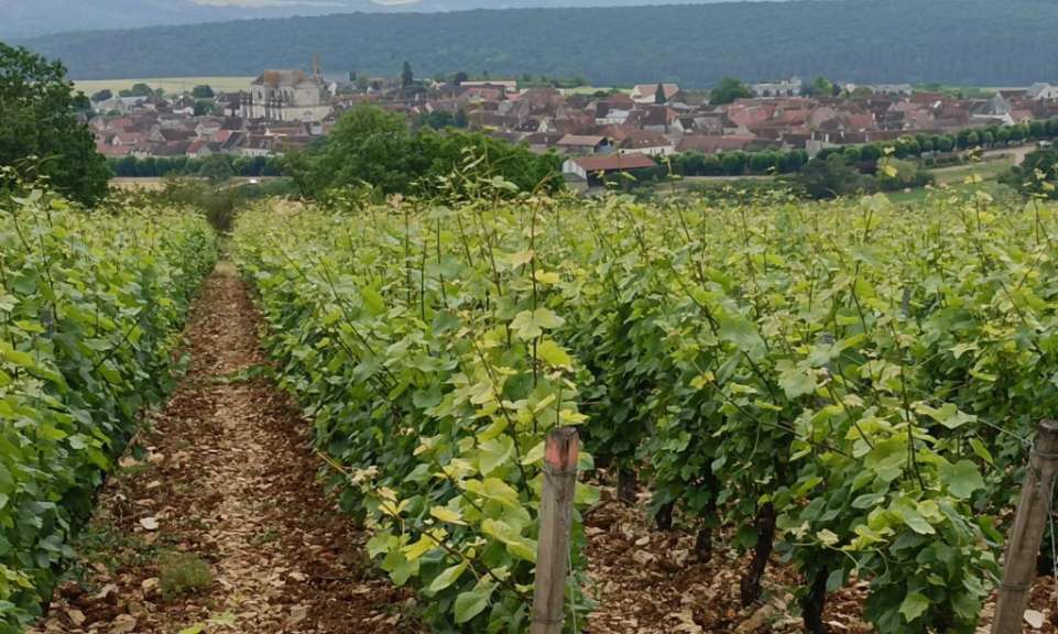 Ein Weinberg mit einem kleinen Dorf im Hintergrund