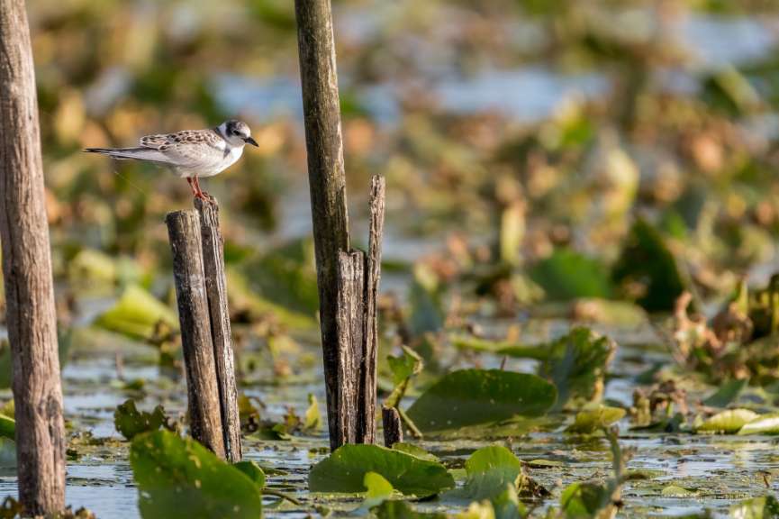 Ein Vogel sitzt auf einem Holzpfosten in einem Sumpf