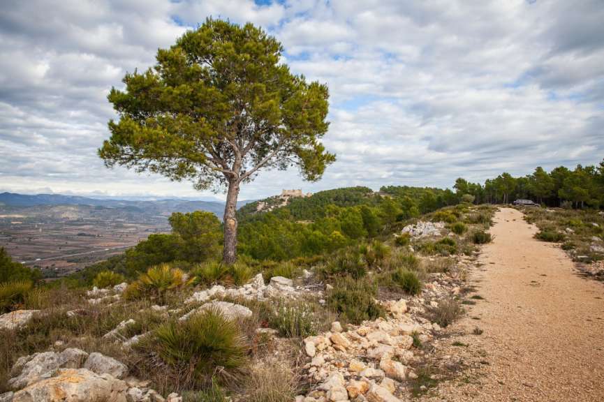 Ein einsamer Baum steht auf einem felsigen Hügel
