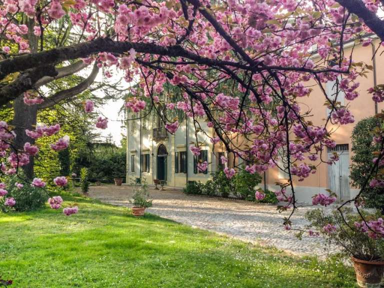 Ein Baum mit rosa Blüten steht vor einem Gebäude