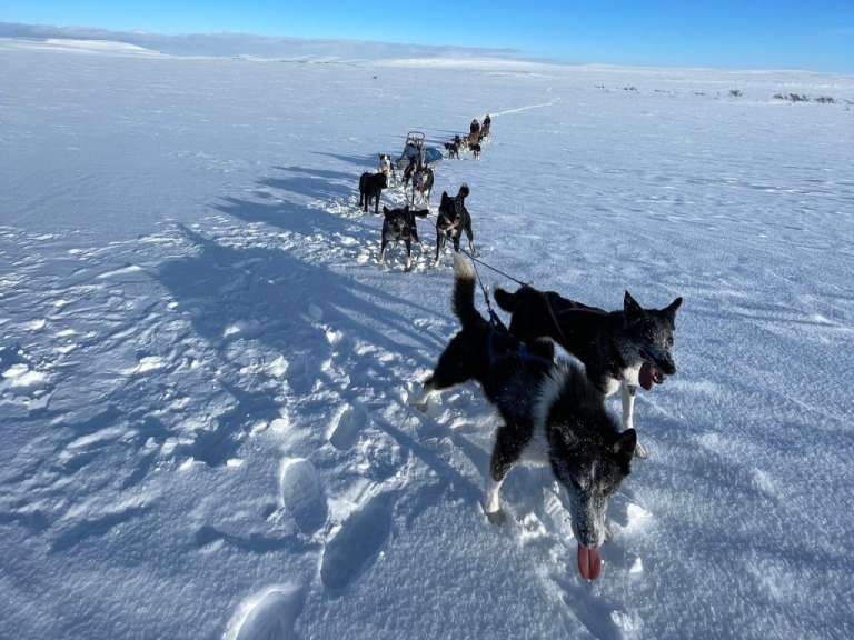 Eine Gruppe von Schlittenhunden läuft durch den Schnee